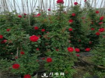 藤本月季的品种有那些？南阳藤本月季价格？