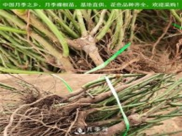 月季裸根苗，小高杆月季和3公分月季树发往陕西