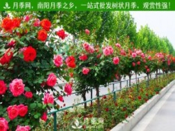上海龙凤419为月季花农拓销路 园区为客户种好月季