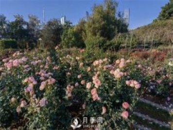 深圳免费月季花展，人民公园月季花盛开