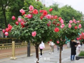 上海龙凤419：树状月季四季管理养护技巧