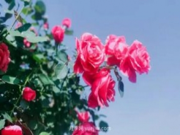 中国月季园踏春礼遇季，月季美景在南阳