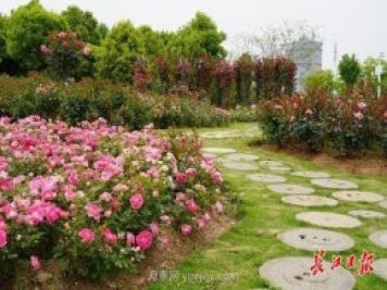 武汉满街月季开放，近百座公园进入盛花期