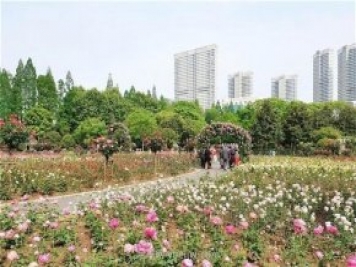 武汉市第十三届月季展，青山和平公园等你来打卡