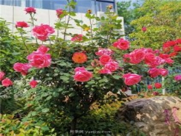 月季花开正盛，期待市花城市建设