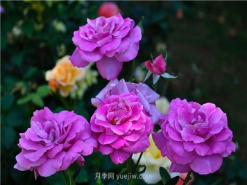 南昌滨江月季园，带你去看天下风流的江西月季花