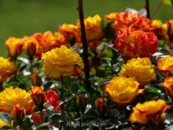 安阳市滑县森林公园月季花开放，赏花打卡正当时