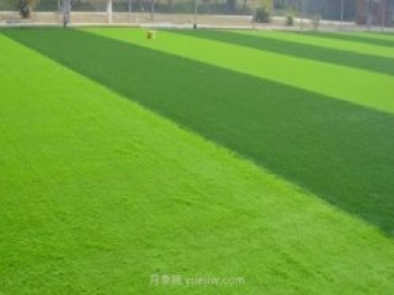 运动场常用的暖季型草坪-结缕草