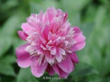 林下耐阴的中药材有哪些？推荐4种