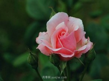 月季花需要在什么时候扦插？扦插的办法有哪些？