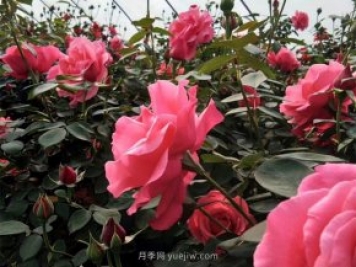 北京街头万千姿态的月季花，你喜欢哪一个