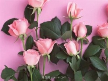 从1-9394朵玫瑰花语加图片，送花原来这么多讲究!