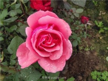 晚春唐诗玫瑰6首：折得玫瑰花一朵，凭君簪向凤凰钗