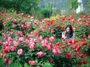 花卉旅游，“花为媒”带动“美丽经济”升级