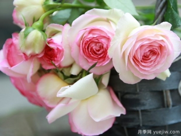 超全花语!118种花，118种爱的花语含义，你都知道吗？