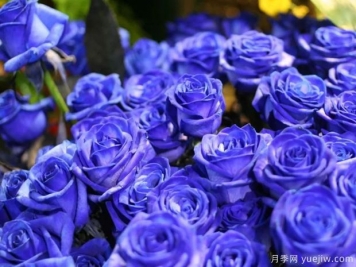 蓝色妖姬月季花，是神话还是现实？