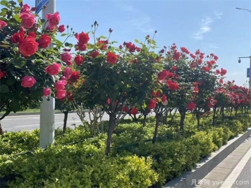 月季树在绿化中的应用