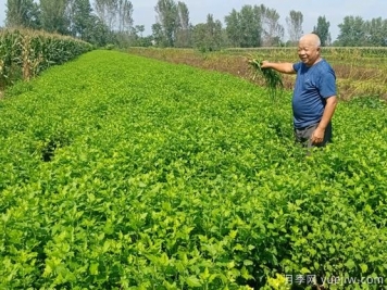 亳州菊花成为致富“软黄金”