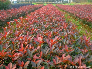 红叶石楠的种植条件有什么要求？
