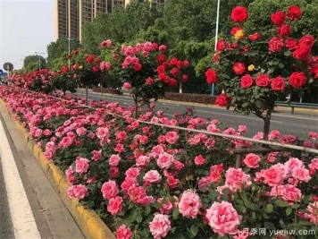 城市道路绿化设计技巧，干货分享