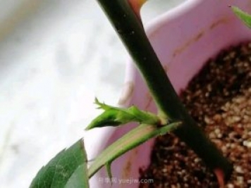 扦插的月季花枝条没长根就出花苞正常吗？
