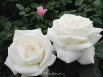 推荐9大白色系月季品种，纯净洁白的花花世界