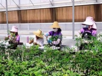 数字赋能农业 玉溪紫玉花卉200万盆栽玫瑰销路俏