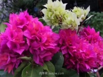 夏季养花要选对品种，推荐6种花卉适合高温
