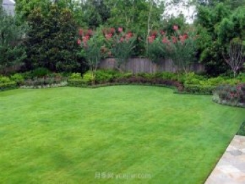 高温季节如何铺植草坪，减少发黄枯死？