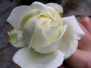 伊芙白法师伯爵月季