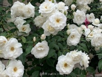世界上Zui受欢迎的纯白色藤本月季花—藤冰山