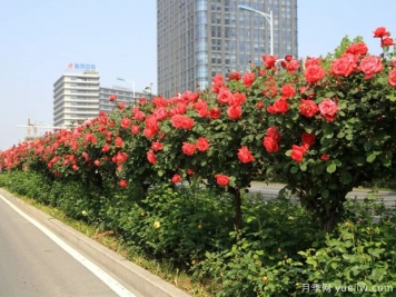 养花届的新宠儿树状月季，月季树好不好养呢？