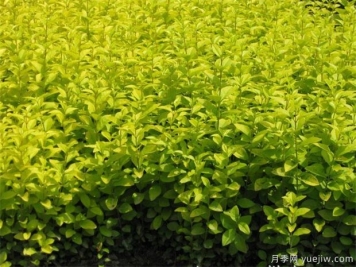 草坪害虫的特点与防治