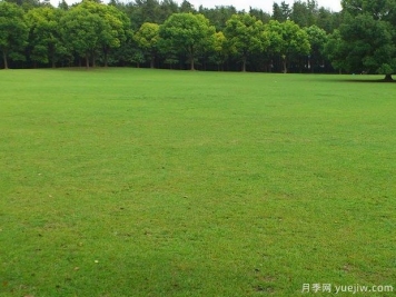 草坪地下害虫的防治