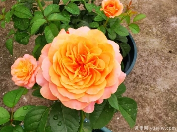 月季花上盆、翻盆与换盆方法