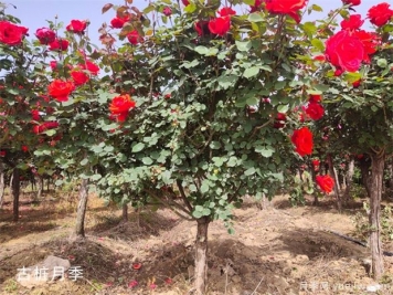 把花养成“月季树”的诀窍教学!!!
