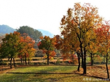 乌桕的园林应用、分布范围、价格和前景