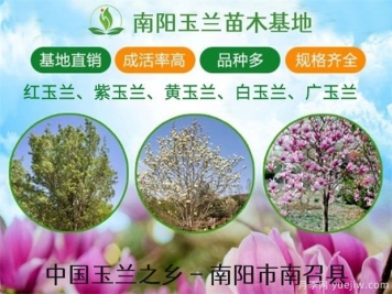 行道树的分类，常见的常绿行道树品种有哪些？