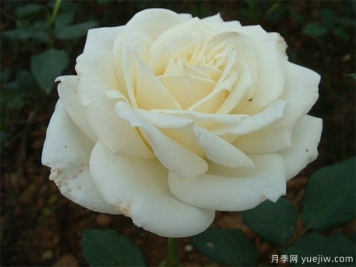 白玫瑰的介绍，花语和栽培养护