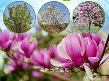 南阳玉兰基地：紫玉兰的园林用途和功效作用