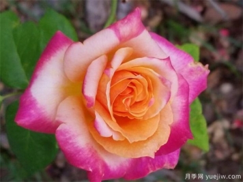 香槟玫瑰加桔梗的花语