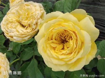 凯特琳娜玫瑰的花语