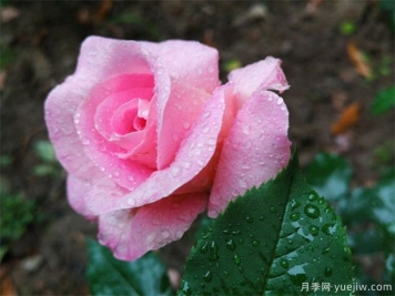 玫瑰花的开花时间和花语