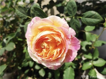 100种玫瑰花的名字，来了解下不同颜色的品种月季