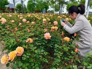 室内养花，有5个技巧要掌握才能养的好