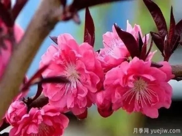 红叶碧桃的种植养护及修剪技术方法介绍
