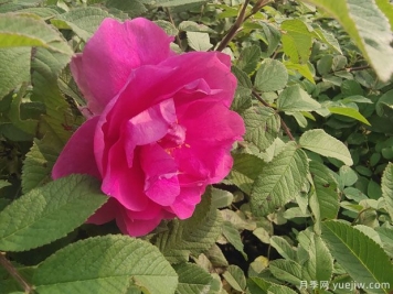 四季玫瑰的种植方法和养护要点