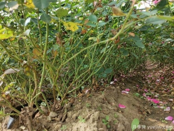 盆栽月季花怎么养？地栽月季花养殖方法