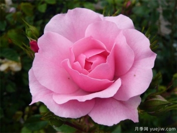 花中皇后是什么花 月季怎么养