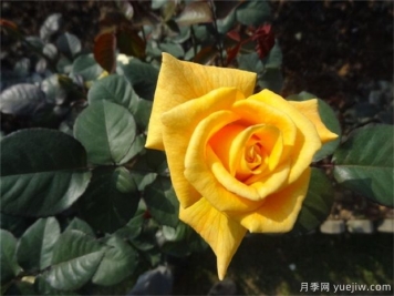 黄玫瑰代表什么意思？黄玫瑰寓意？黄玫瑰的花